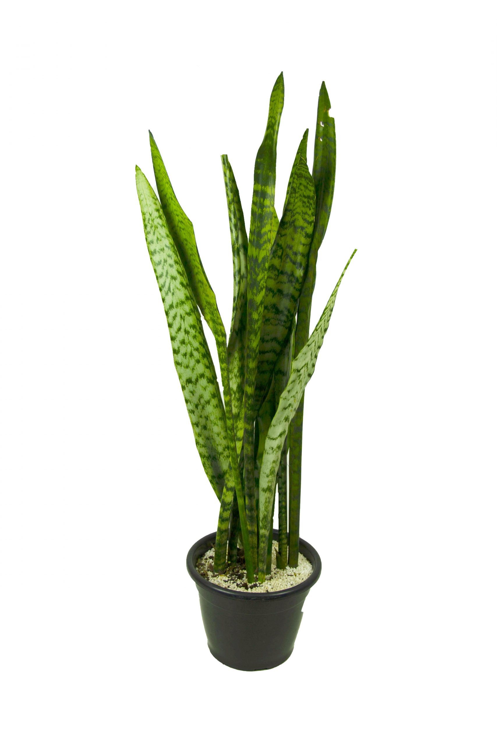 Espada de São Jorge PT24