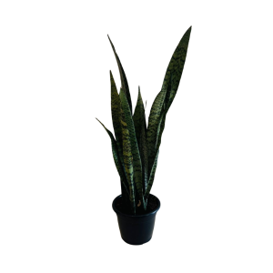 Espada de São Jorge PT24