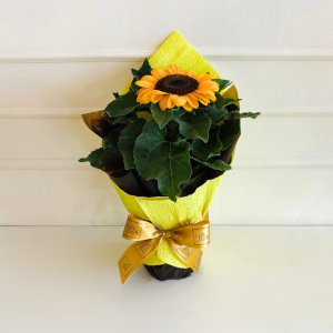 Girassol Plantado PT15 Embalado