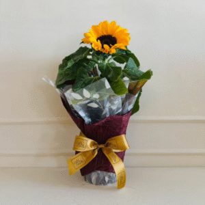 Girassol Plantado PT15 Embalado