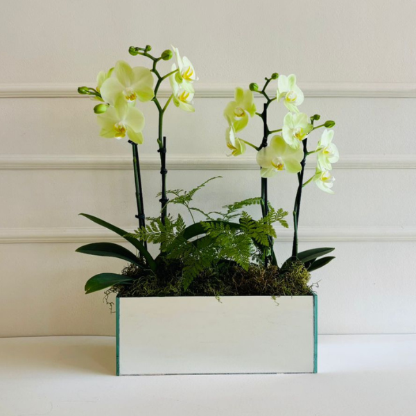 Orquídea Phalaenopsis Mini Renda Francesa Cachepo Espelho (cor variada) - Imagem 2