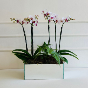 Orquídea Phalaenopsis Mini Renda Francesa Cachepo Espelho (cor variada)