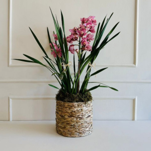 Orquídea Cymbidium 3 Hastes Cachepô Taboa