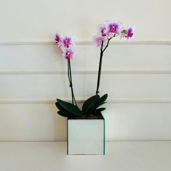 Orquídea Phalaenopsis Mini 2 Hastes Espelho Quadrado - Imagem 3