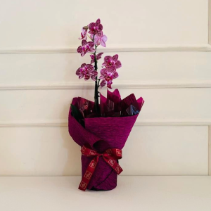 Orquídea Phalaenopsis Mini 2 Hastes Embalada (cor variada)