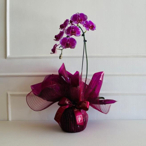 Orquídea Phalaenopsis 1 Haste 8/10 Flores (cor variada)