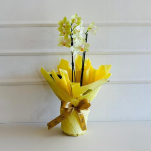 Orquídea Phalaenopsis Mini 2 Hastes Embalada (cor variada)