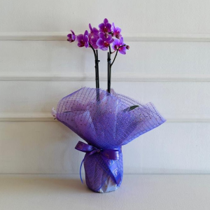 Orquídea Phalaenopsis Mini 2 Hastes Embalada (cor variada)