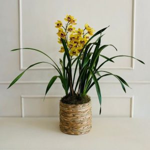 Orquídea Cymbidium 3 Hastes Cachepô Taboa