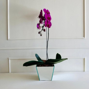 Orquídea Phalaenopsis Pink 1 Haste Espelho Trapézio