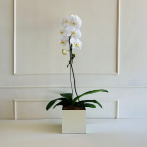Orquídea Phalaenopsis Branca 1 Haste Cachepo Espelho