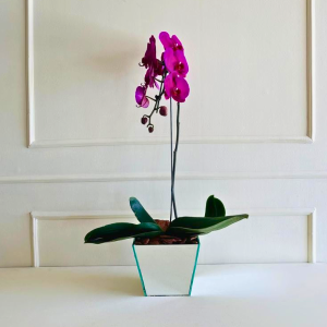 Orquídea Phalaenopsis Pink 1 Haste Espelho Trapézio