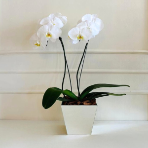 Orquídea Phalaenopsis Branca 2 Hastes