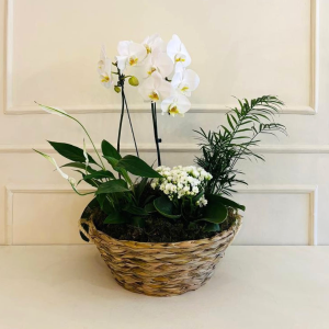 Composição Orquídea, Lírio da Paz e Palmeira