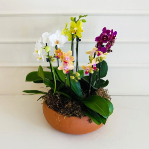 Mini Orquídea Phalaenopsis Cachepô Cerâmica (cor variada)