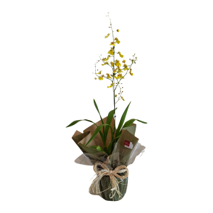 Orquídea Chuva de Ouro 1 Haste