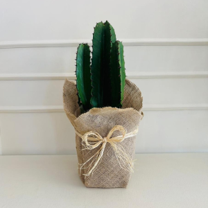Cacto Candelabro Euphorbia PT17 Juta