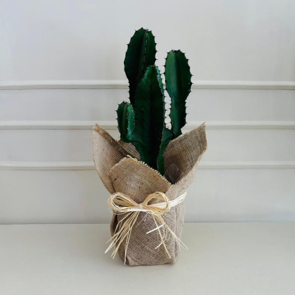 Cacto Candelabro Euphorbia PT17 Juta - Imagem 2