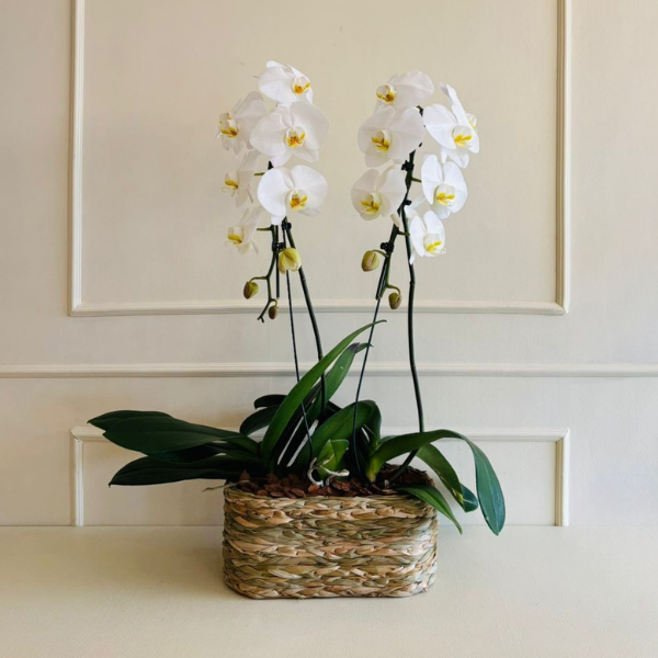 Orquídea Phalaenopsis Cachepô Taboa