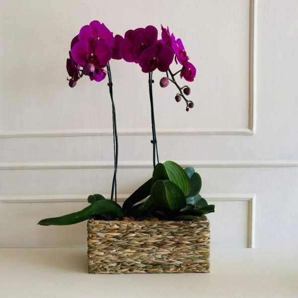 Orquídea Phalaenopsis Cachepô Taboa - Imagem 2