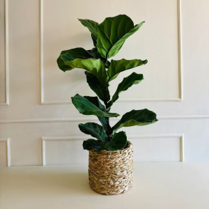 Ficus Lyrata PT17 Cachepo Taboa