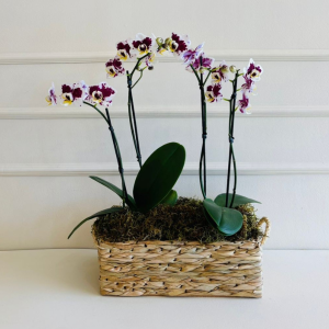 Orquídea Phalaenopsis Mini Cachepo Taboa (cor variada)