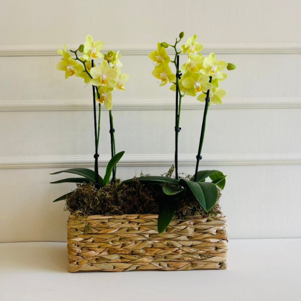 Orquídea Phalaenopsis Mini Cachepo Taboa (cor variada) - Imagem 4
