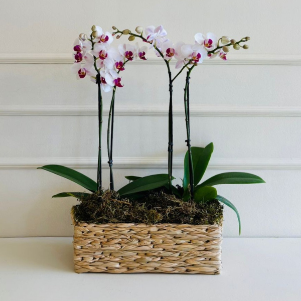 Orquídea Phalaenopsis Mini Cachepo Taboa (cor variada) - Imagem 3