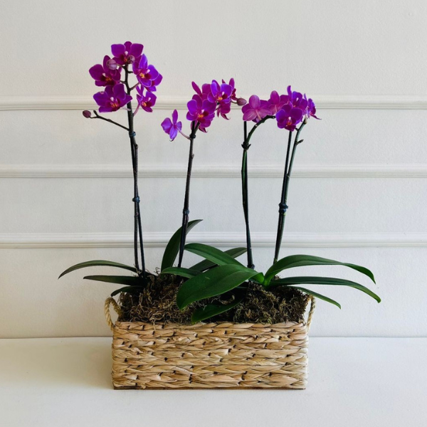 Orquídea Phalaenopsis Mini Cachepo Taboa (cor variada) - Imagem 2