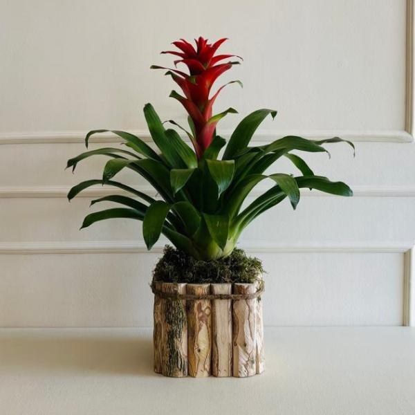 Bromelia PT15 Cachepô Madeira