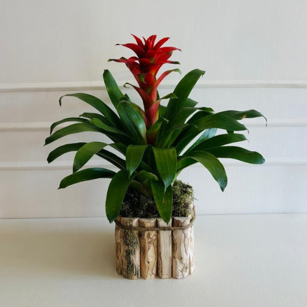 Bromelia PT15 Cachepô Madeira - Imagem 2