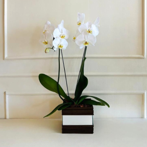 Orquídea Phalaenopsis Branca 2 Hastes Cachepô Madeira