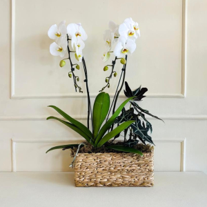 Orquídea Phalaenopsis E Alocasia Cachepô Taboa