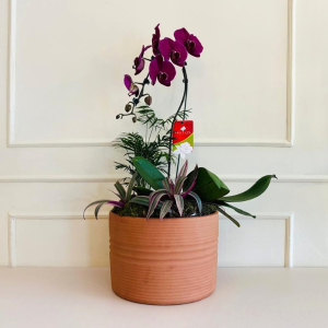 Orquídea Phalaenopsis no Cachepô Ceramica