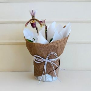 Orquídea Sapatinho PT12