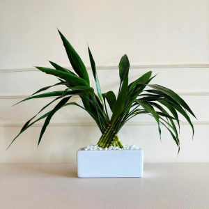 Lucky Bamboo da Sorte 10 Hastes Cerâmica Retangular