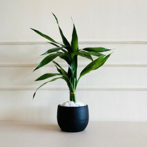 Lucky Bamboo da Sorte 6 Hastes
